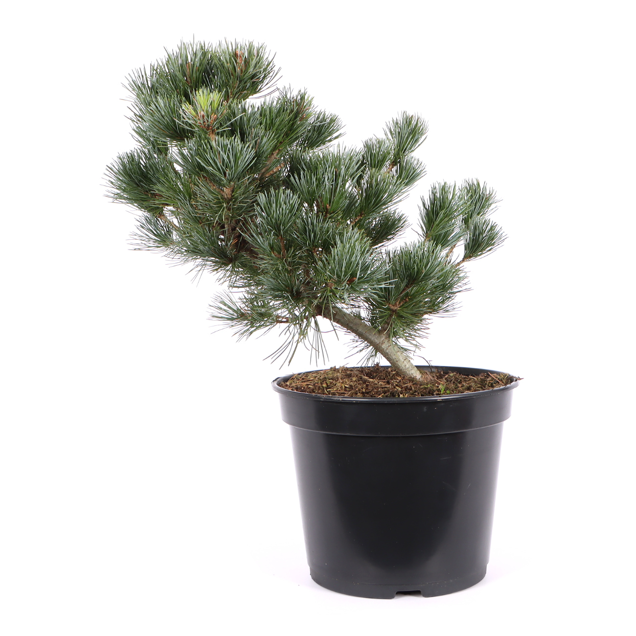 Pinus parviflora 'Negishi'
