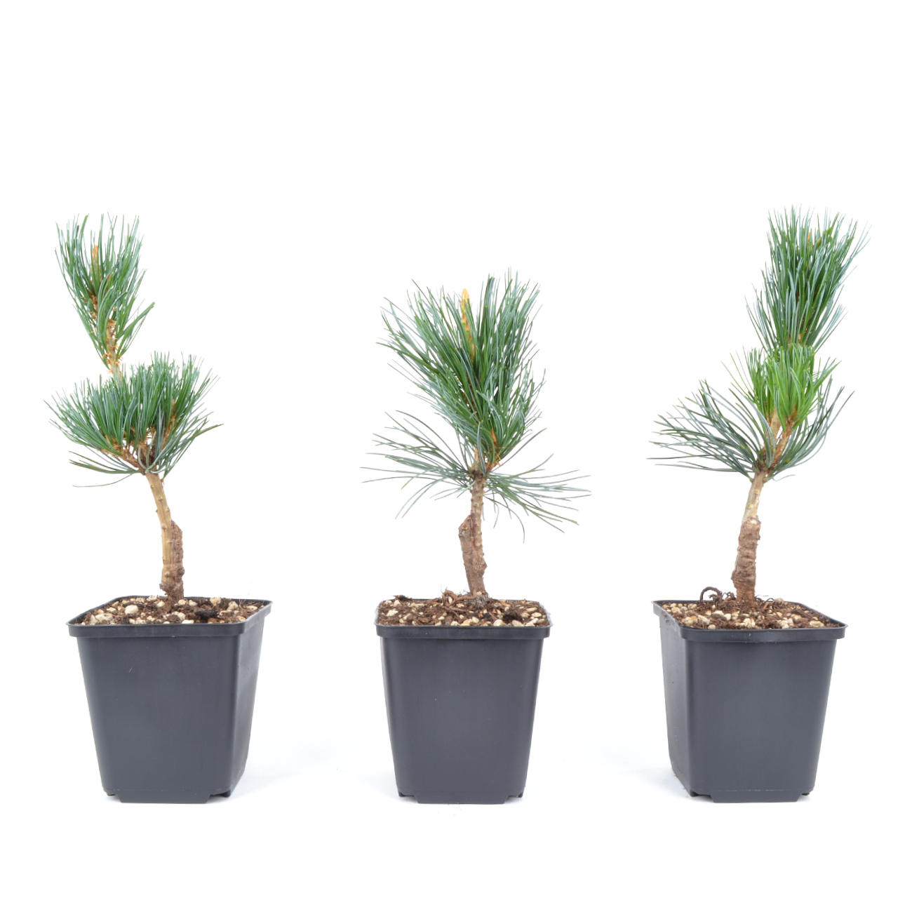 Pinus parviflora 'Glauca'