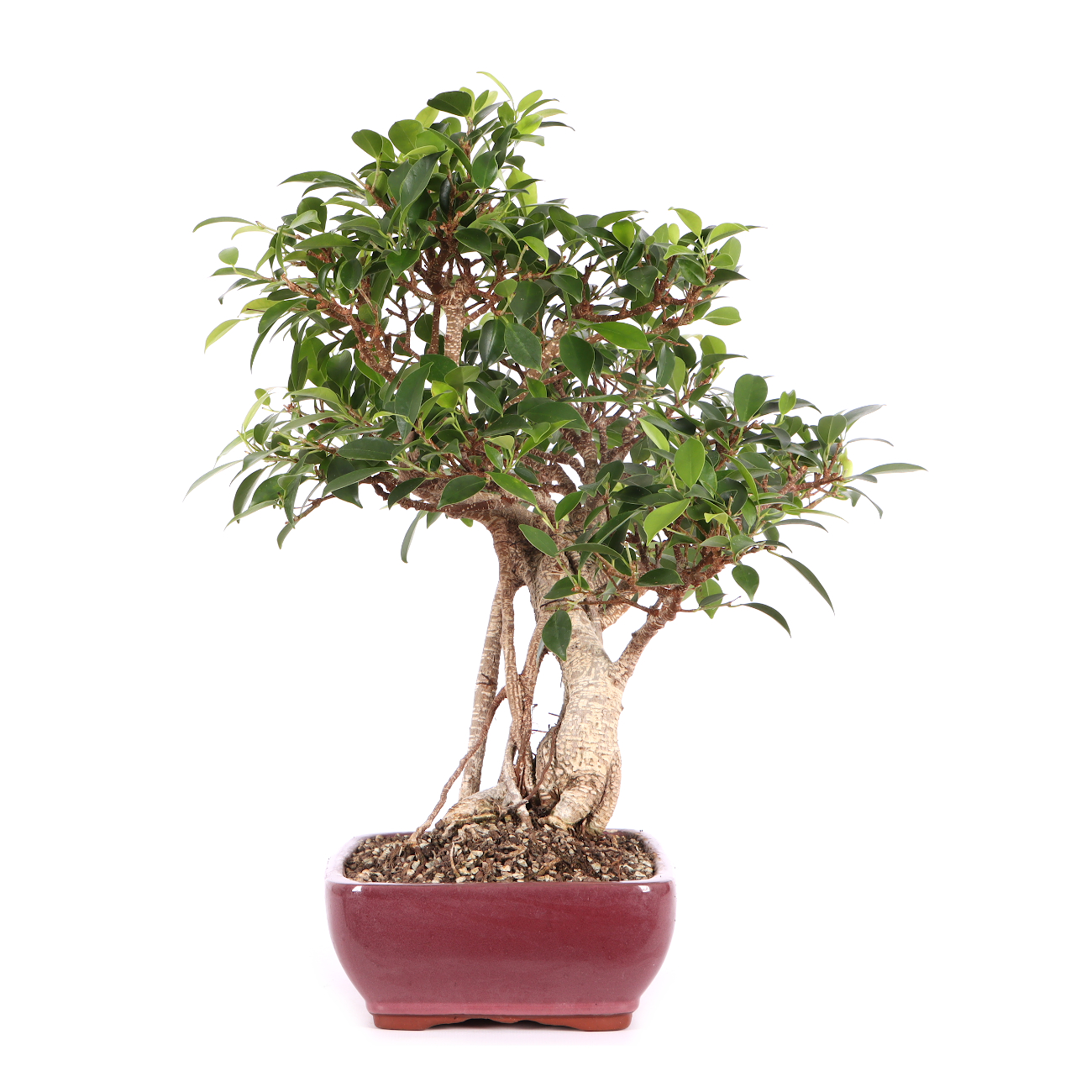 Ficus microcarpa 'Tiger Bark'