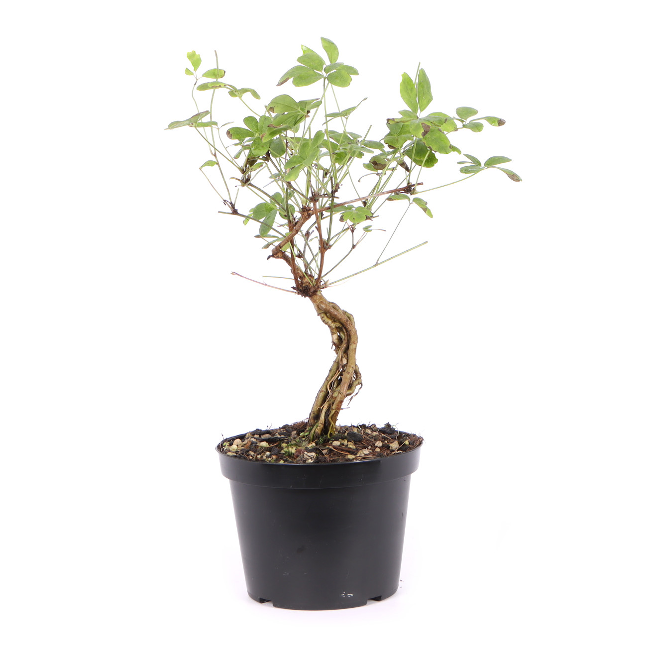 Seitenansicht rechts