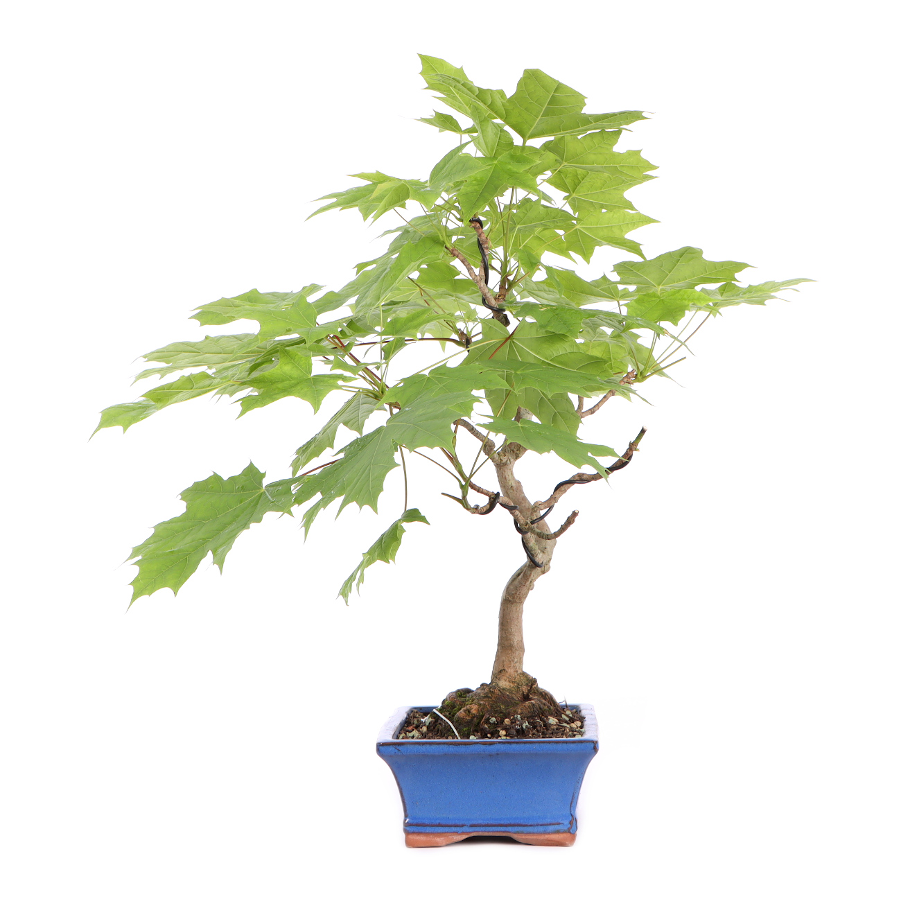 Seitenansicht rechts