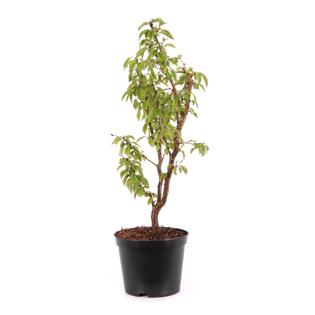 Prunus incisa 'Kojou-no-mai'