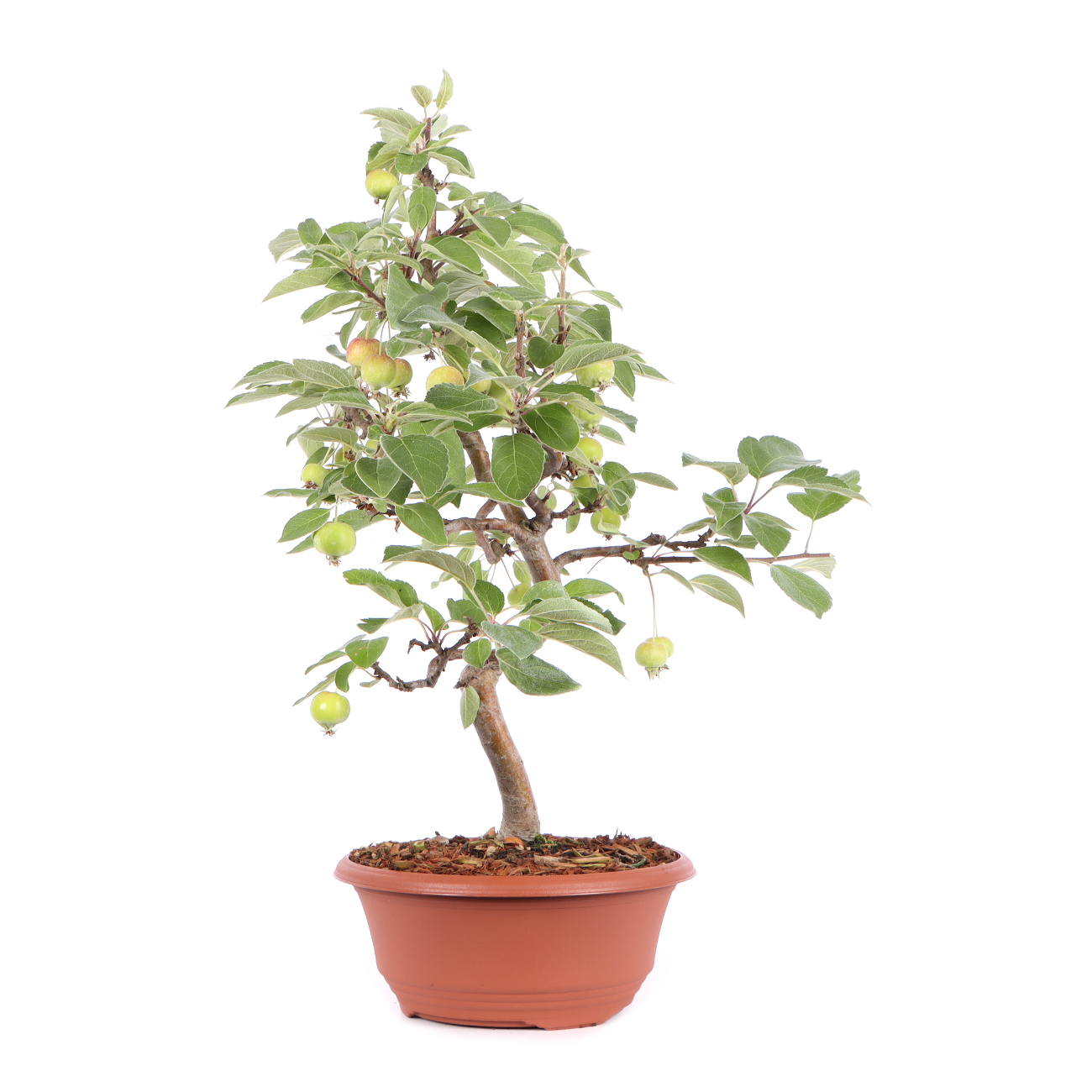 Seitenansicht rechts