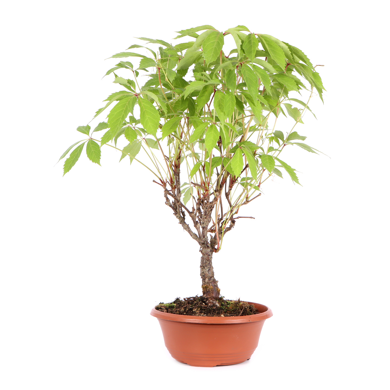 Seitenansicht rechts