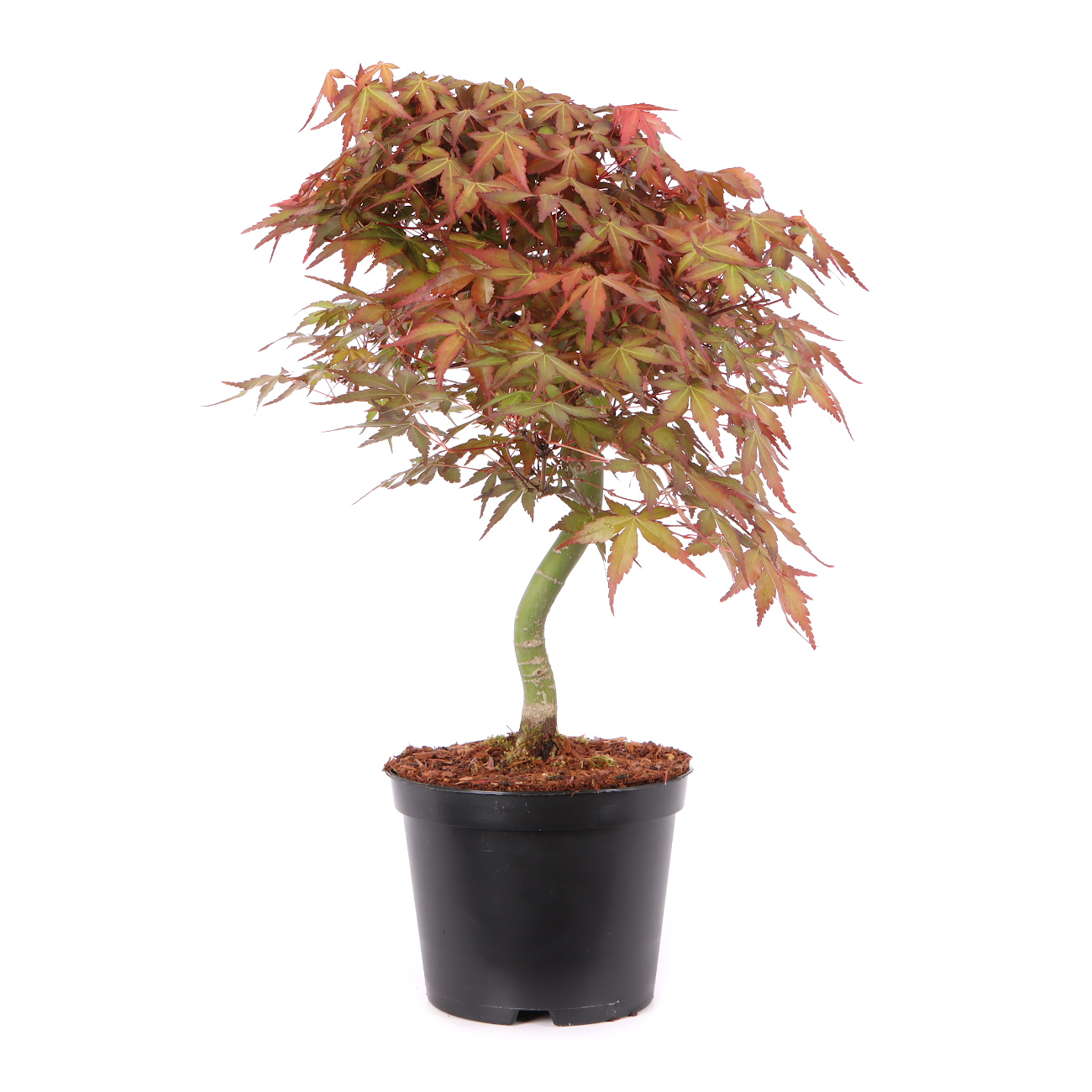 Acer palmatum