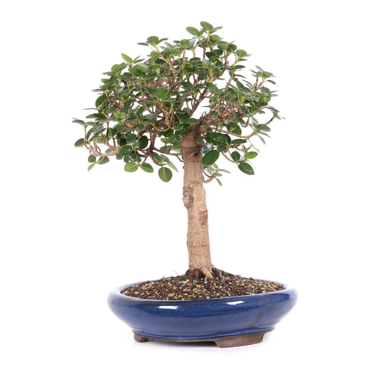 Ficus microcarpa 'Shiny'
