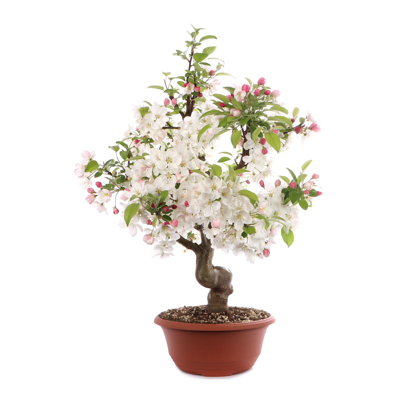 Seitenansicht rechts