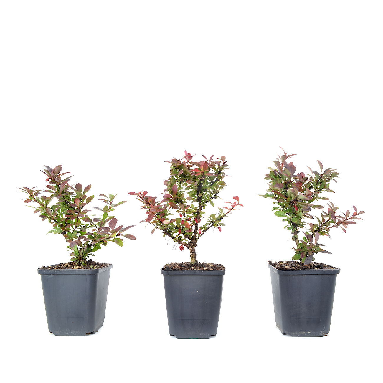 Berberis thunbergii 'Atropurpurea Nana'