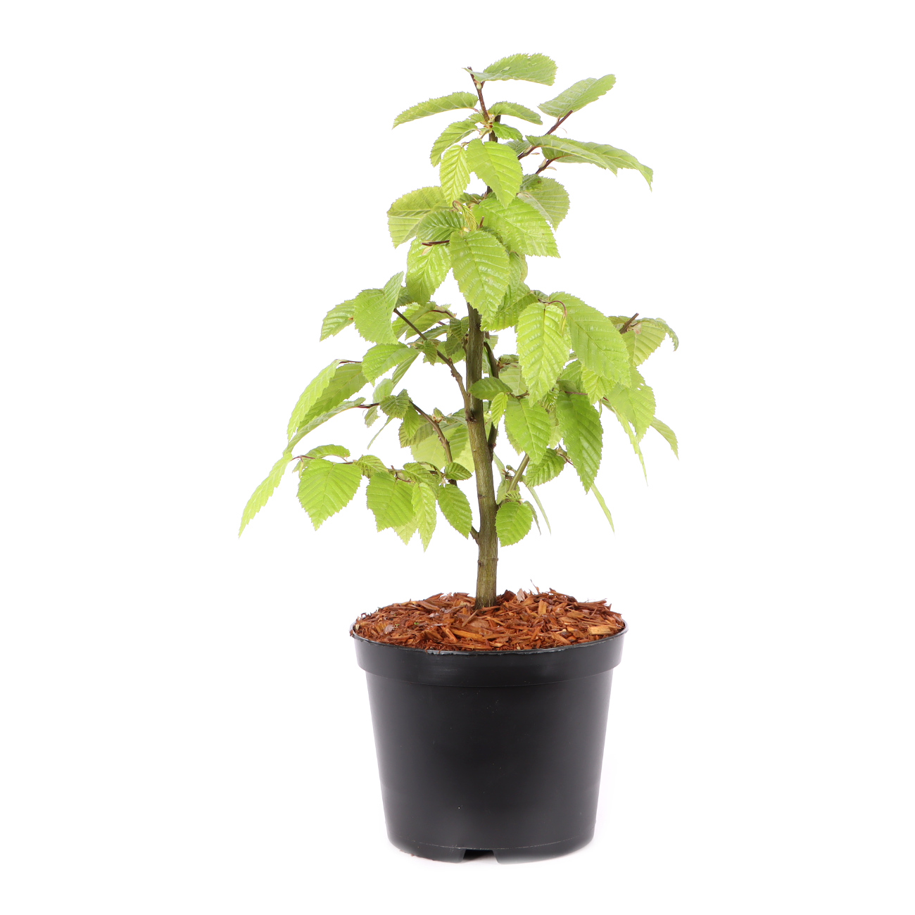 Carpinus betulus
