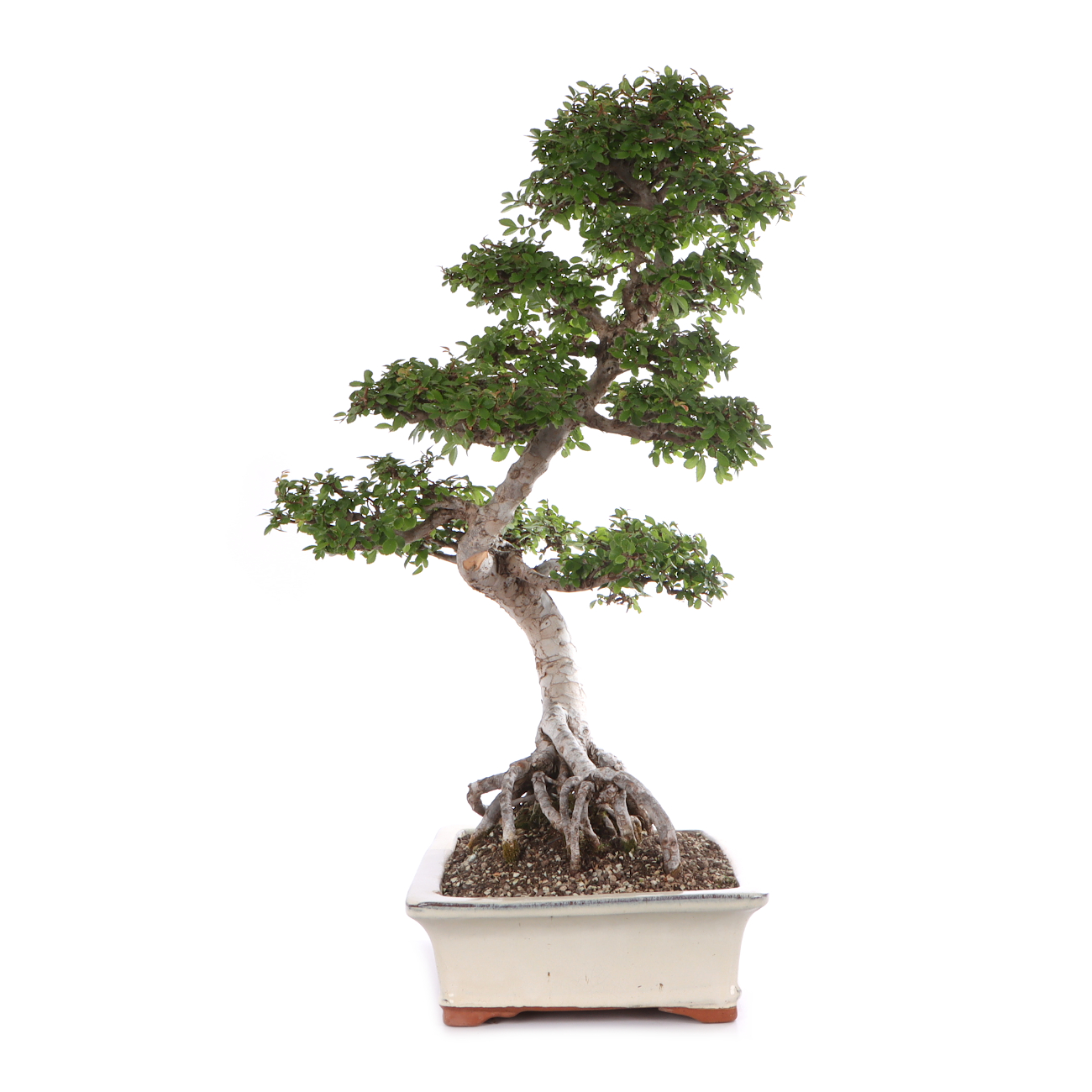 Ulmus parvifolia