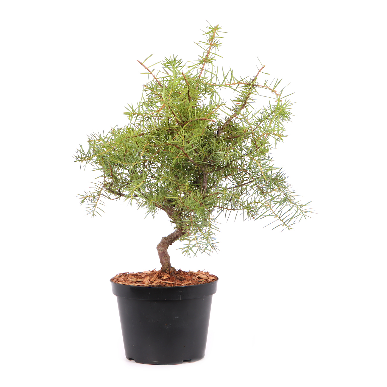 Juniperus communis