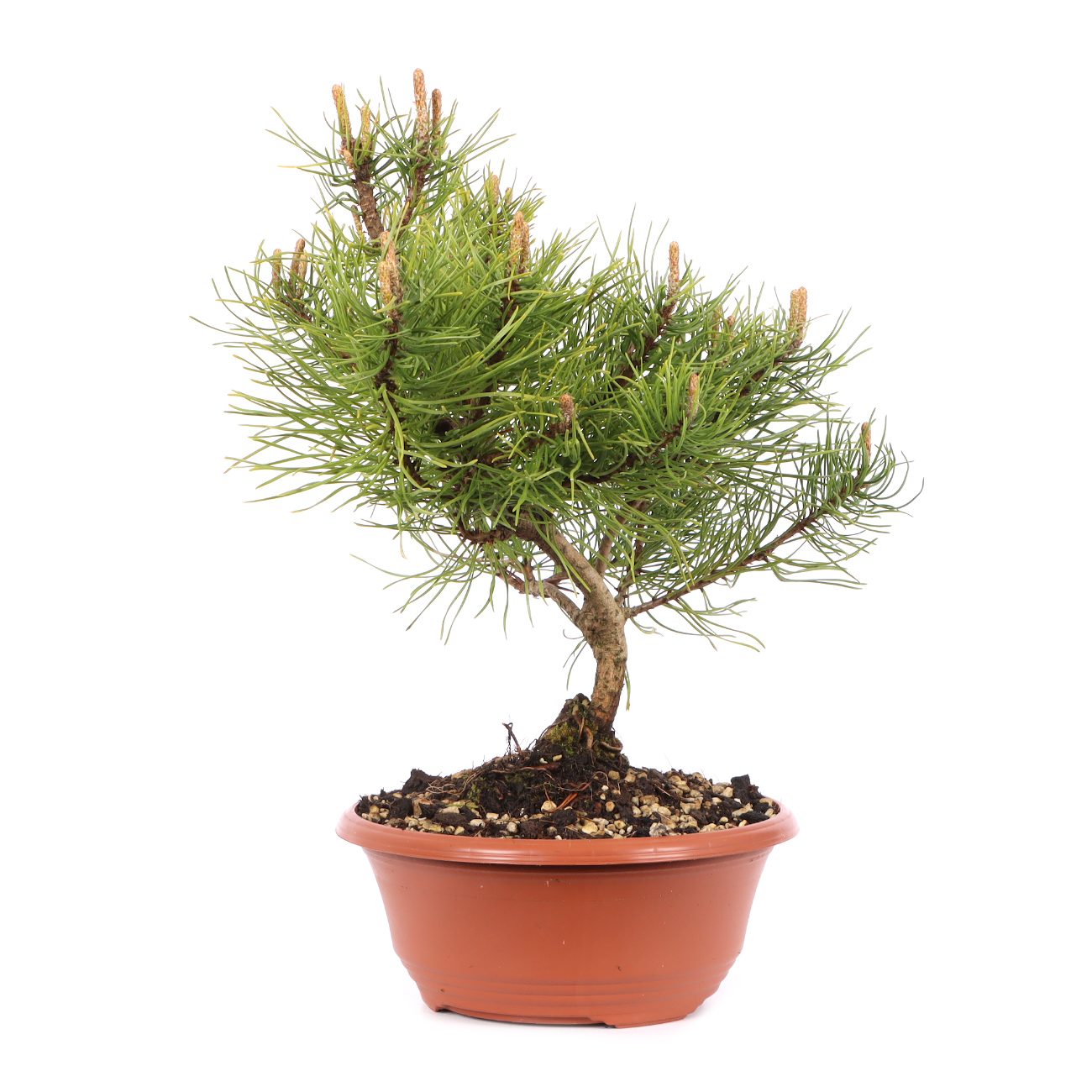 Pinus mugo subsp. uncinata