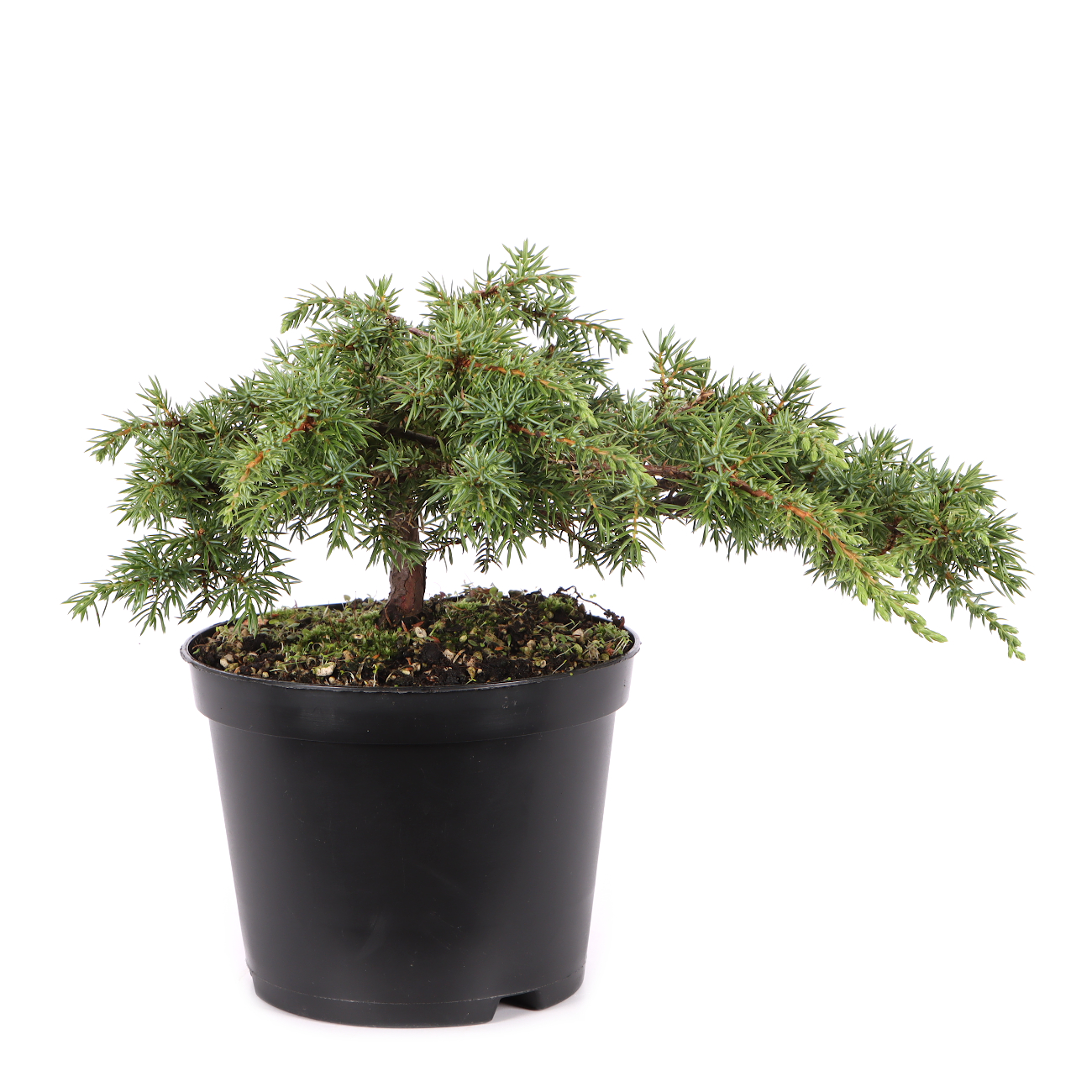 Juniperus communis 'Green Carpet'