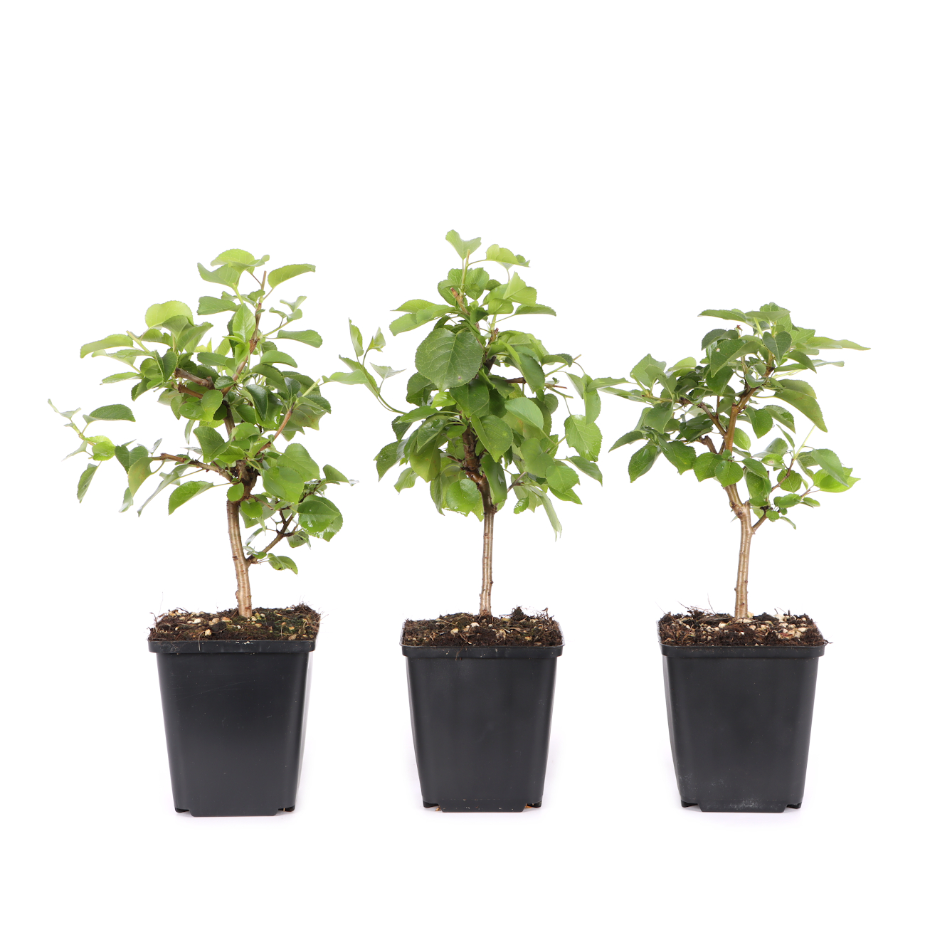 Prunus mahaleb