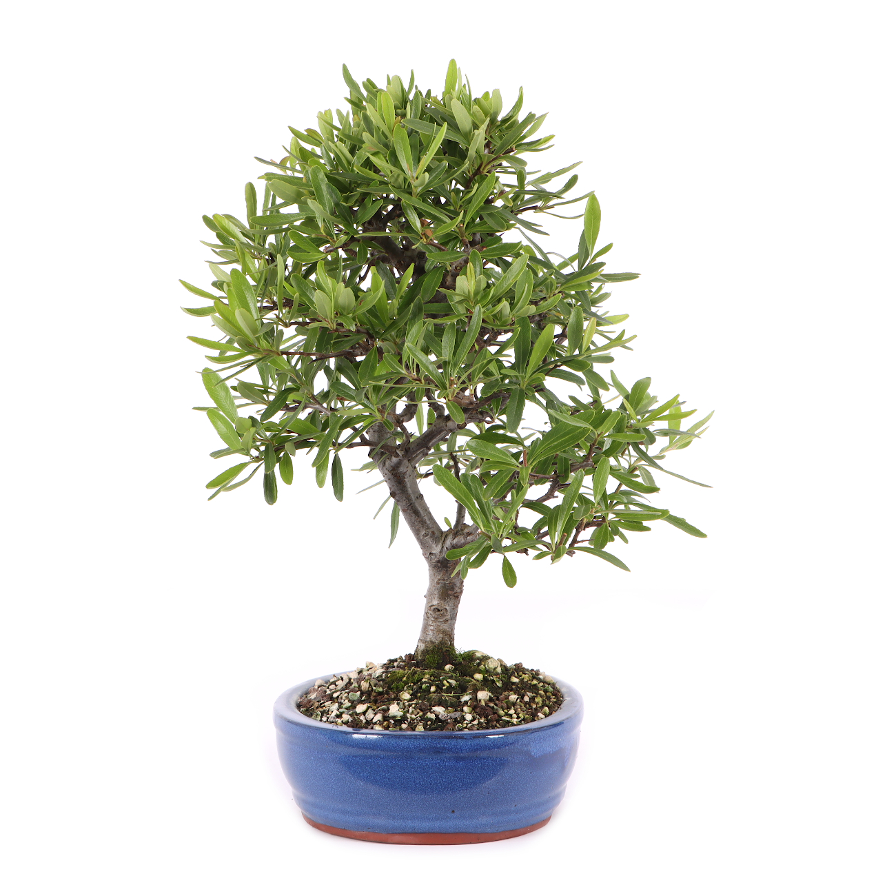 Pyracantha angustifolia