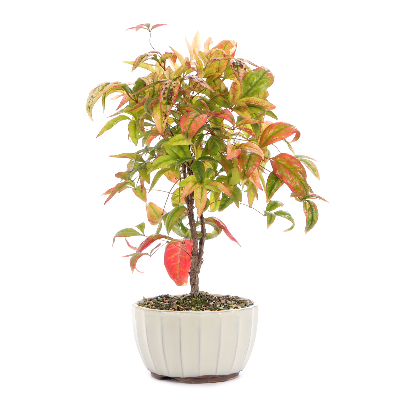 Seitenansicht rechts