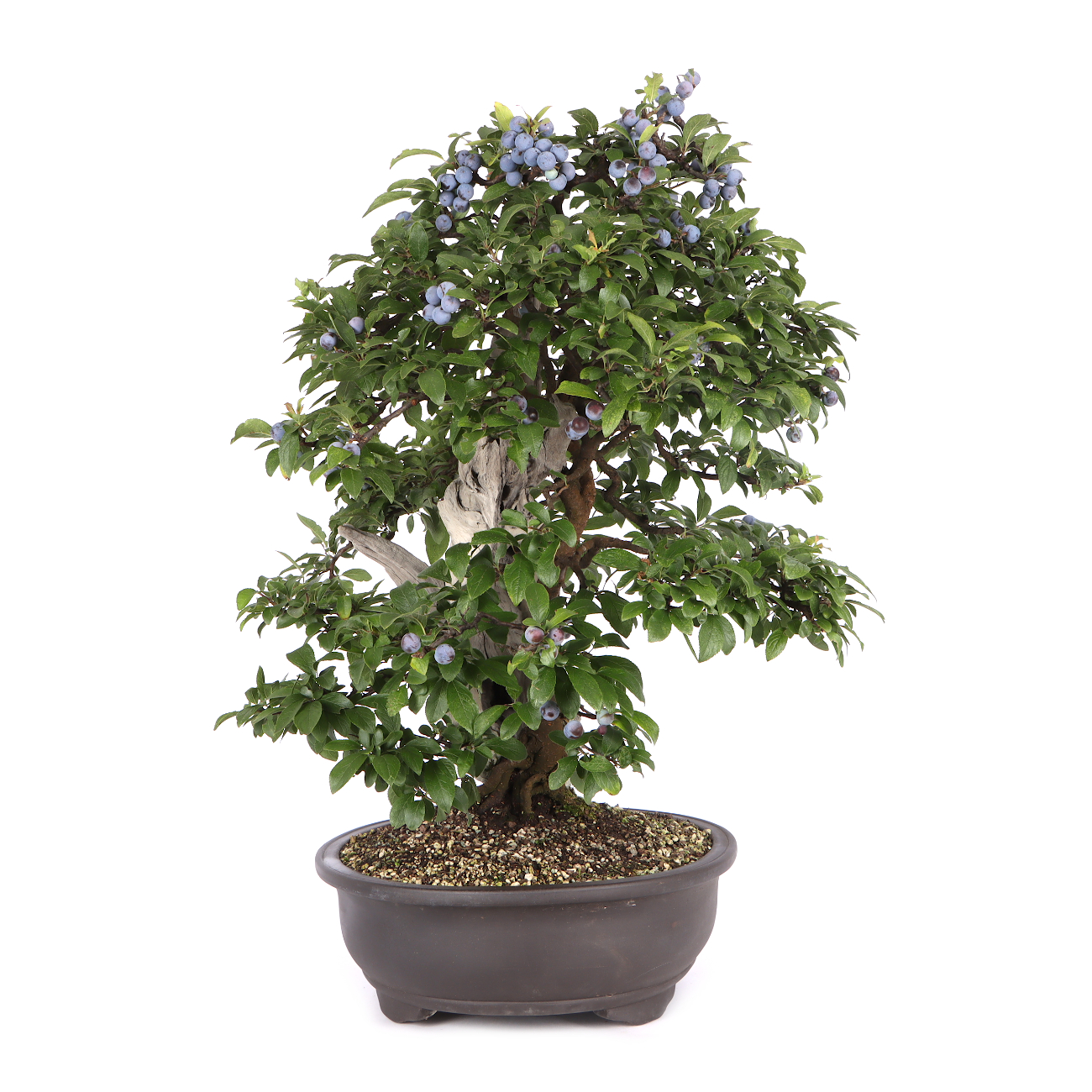 Prunus spinosa
