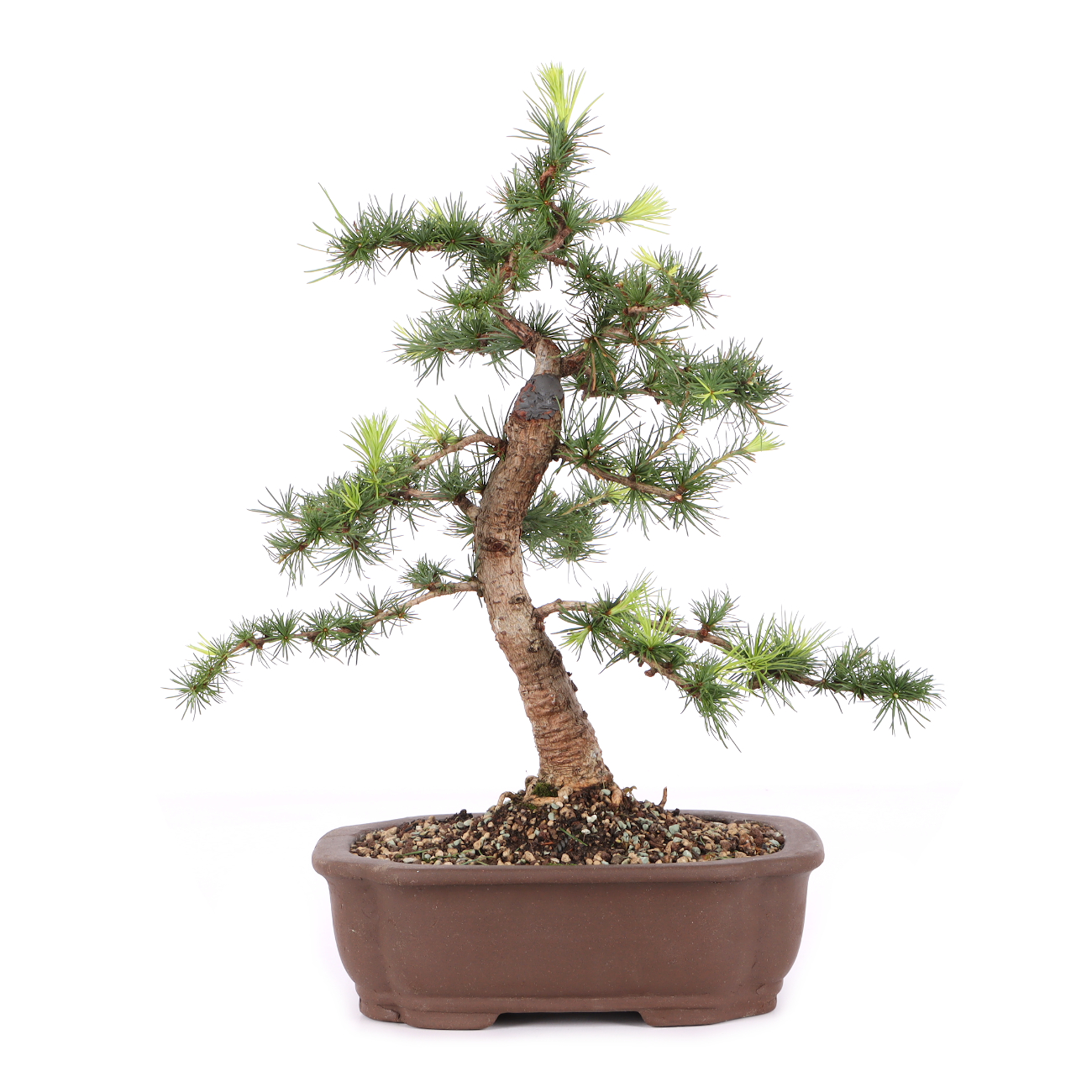 Larix kaempferi ‘Little Bogle‘