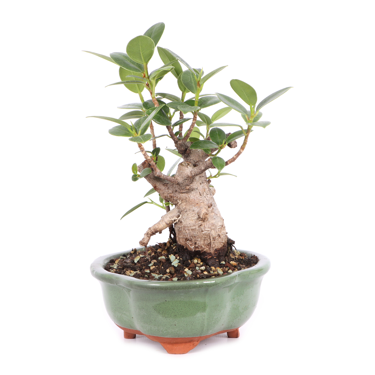 Ficus microcarpa 'Shiny'