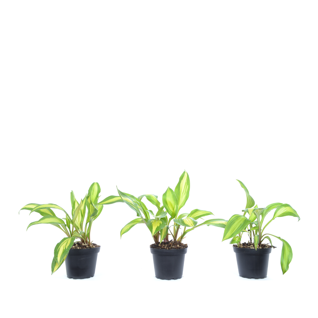 Hosta 'Cherry Berry'