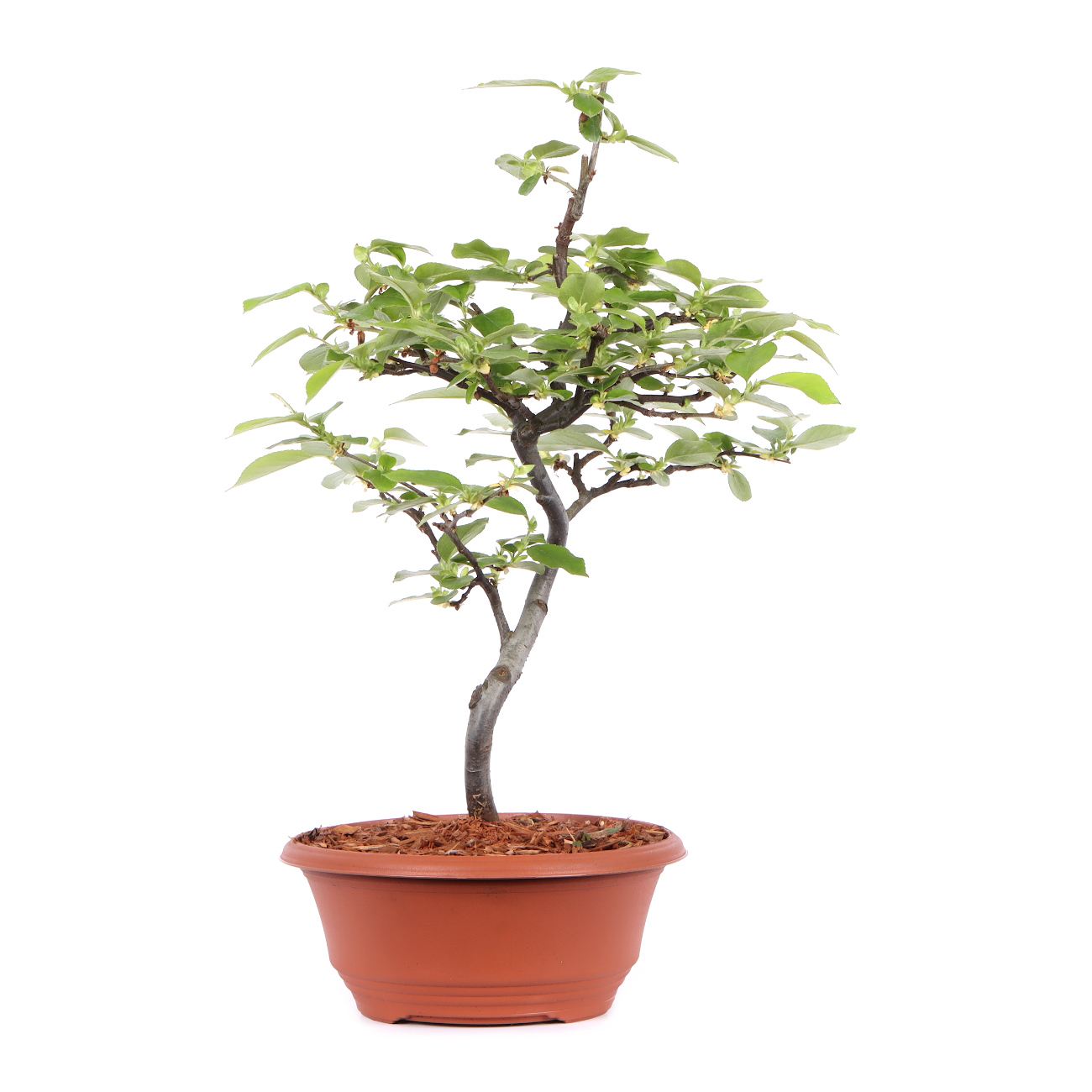 Seitenansicht rechts