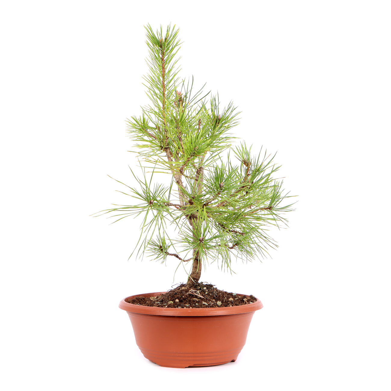 Seitenansicht rechts