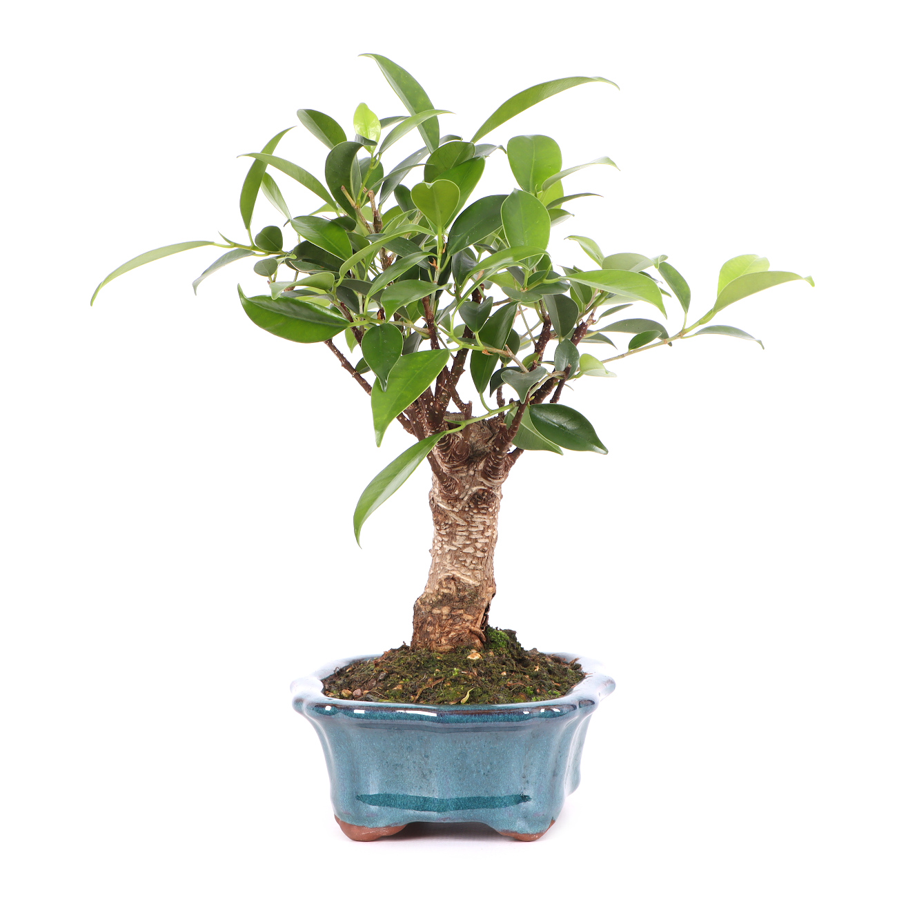 Ficus microcarpa 'Tiger Bark'