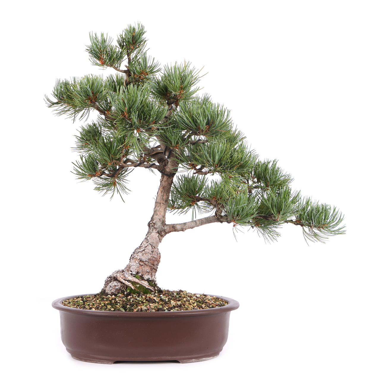 Pinus parviflora 'Glauca'