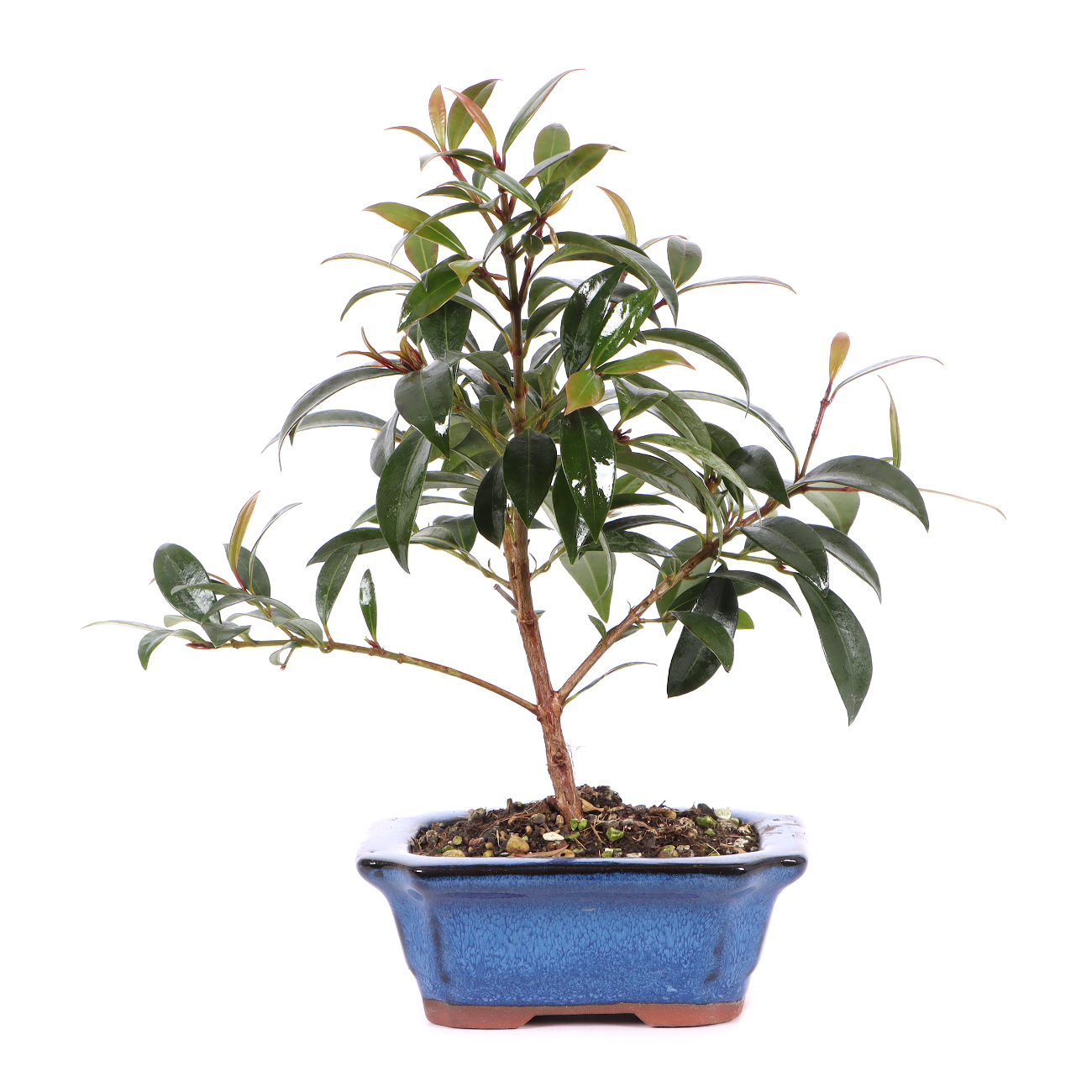 Syzygium paniculatum