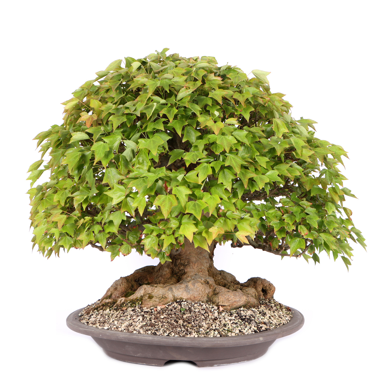 Seitenansicht rechts