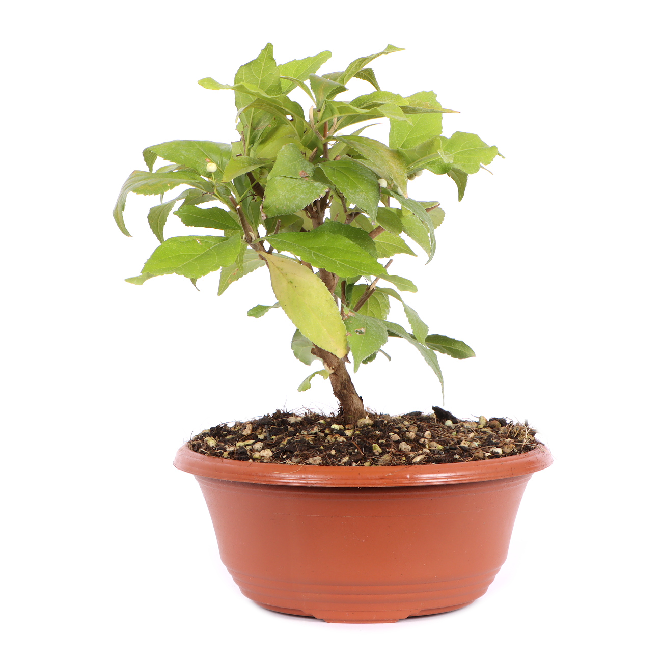 Seitenansicht rechts