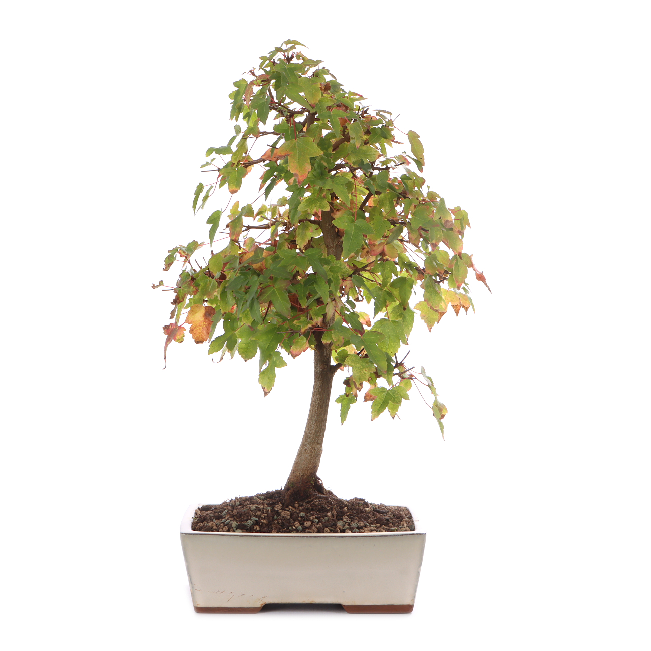 Acer buergerianum