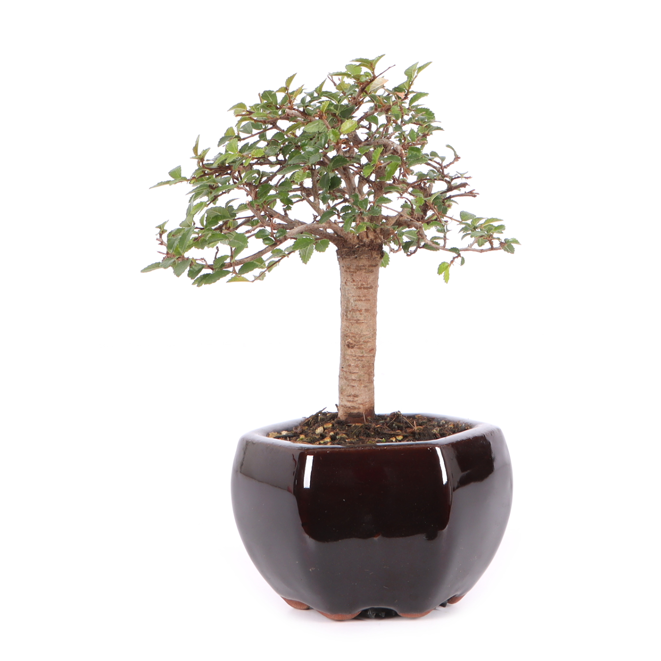Ulmus parvifolia