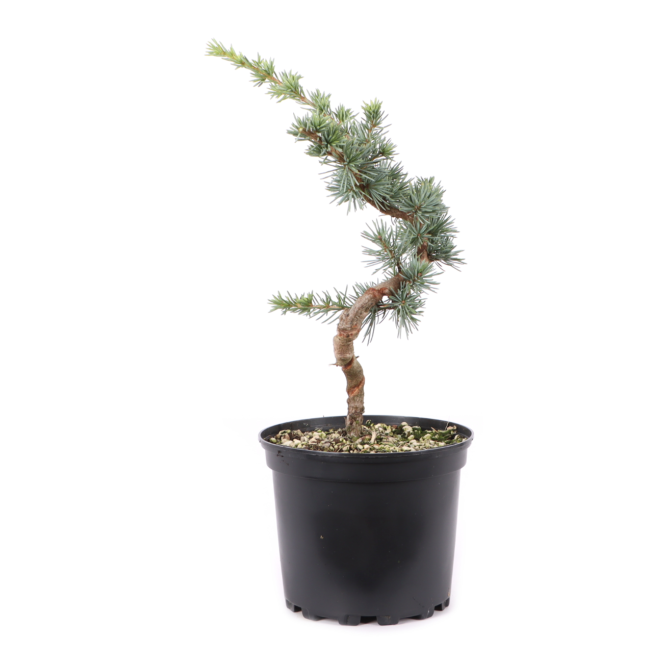 Cedrus atlantica 'Glauca'