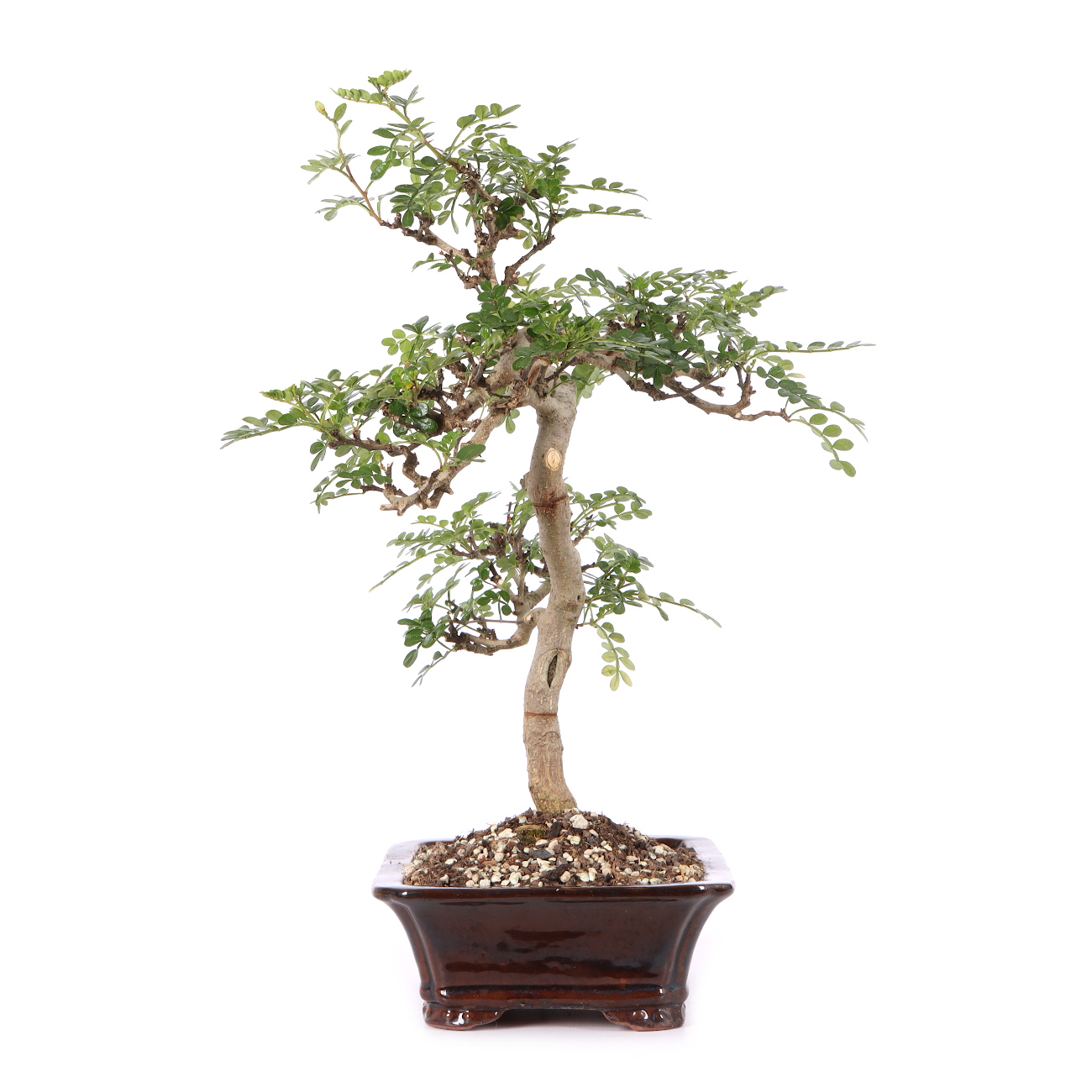 Zanthoxylum spec.