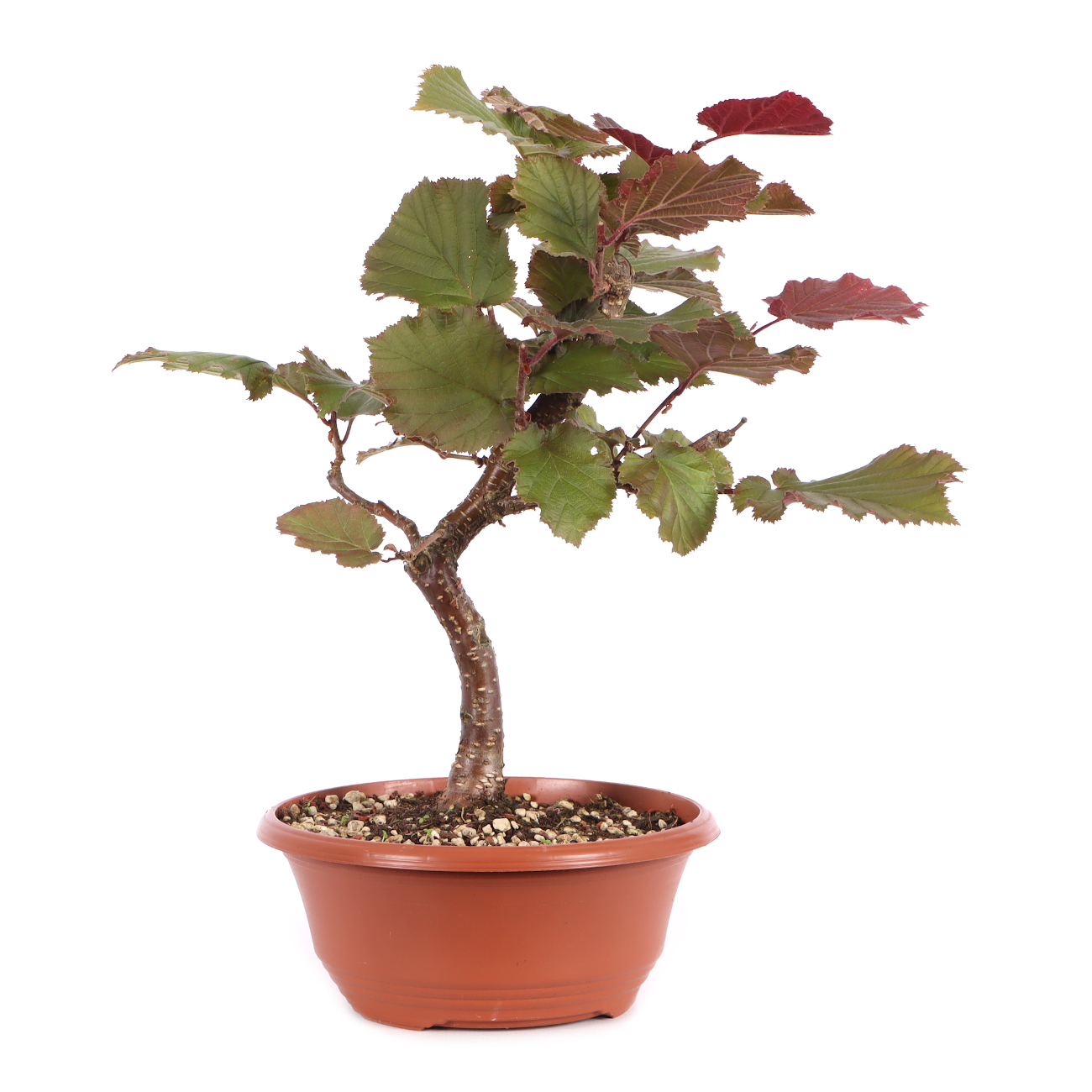 Corylus avellana 'Rotblättrige Zellernuss'