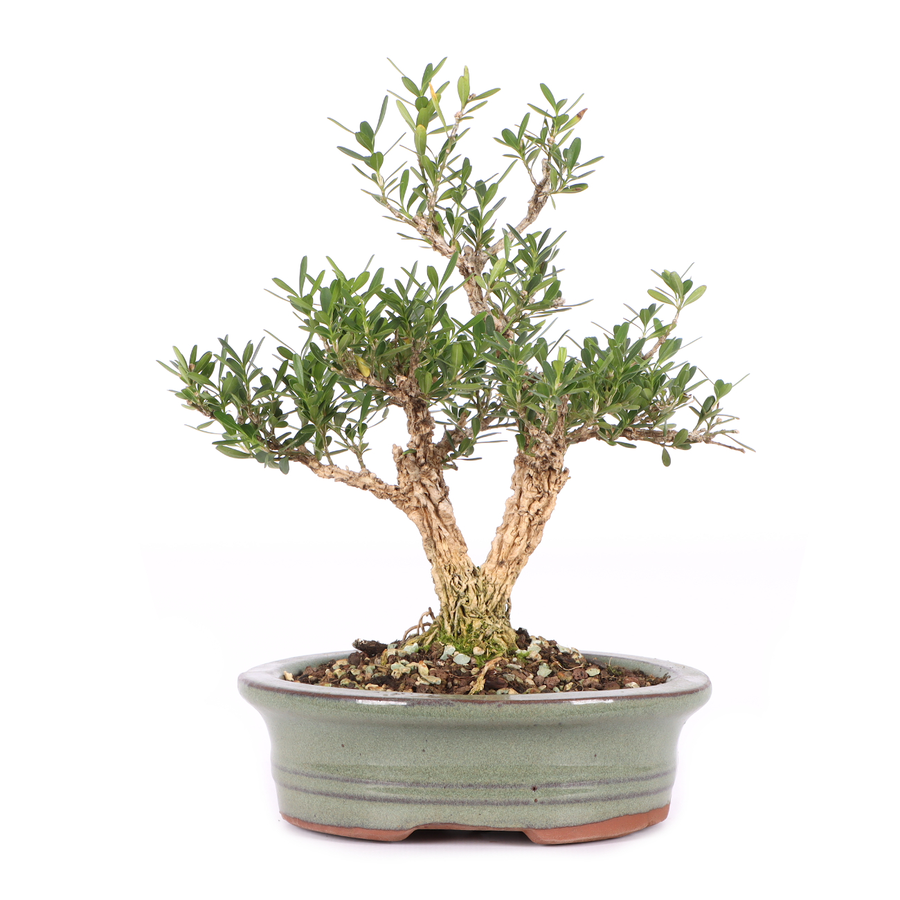 Buxus sinica var. sinica