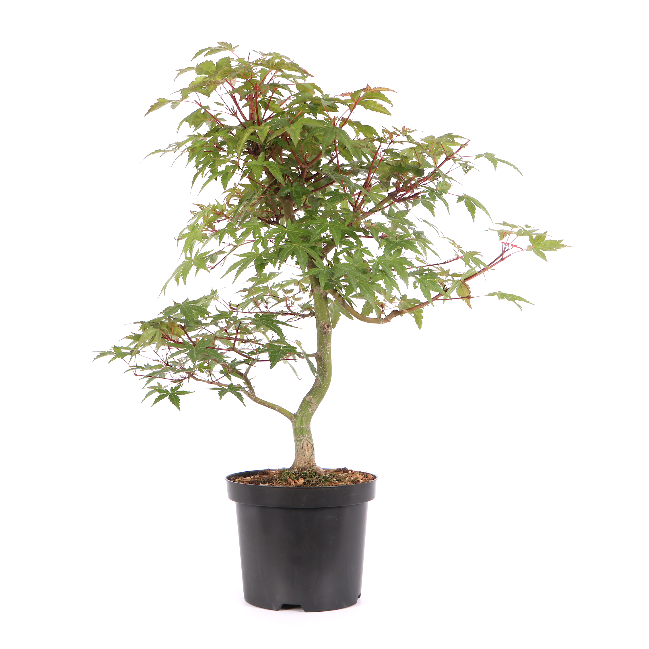 Acer palmatum