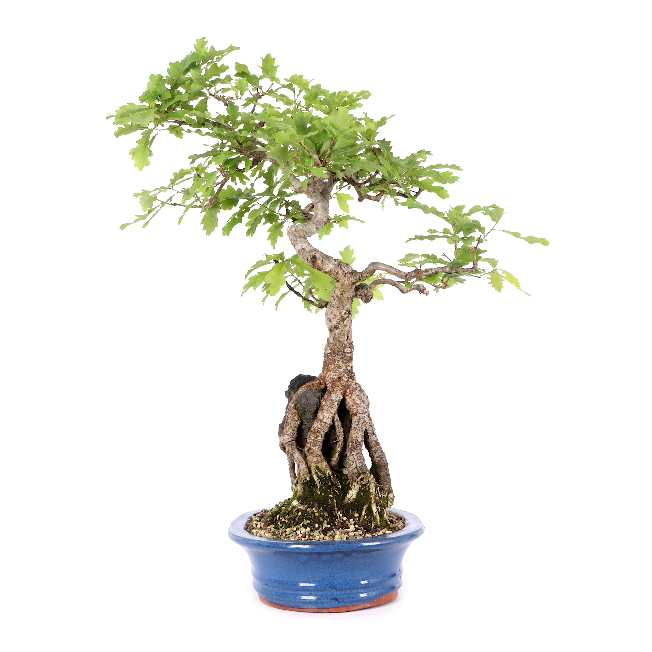 Quercus robur