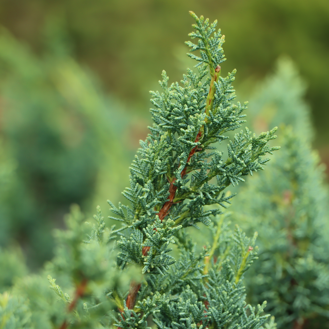 Juniperus chinensis ‘Blaauw‘