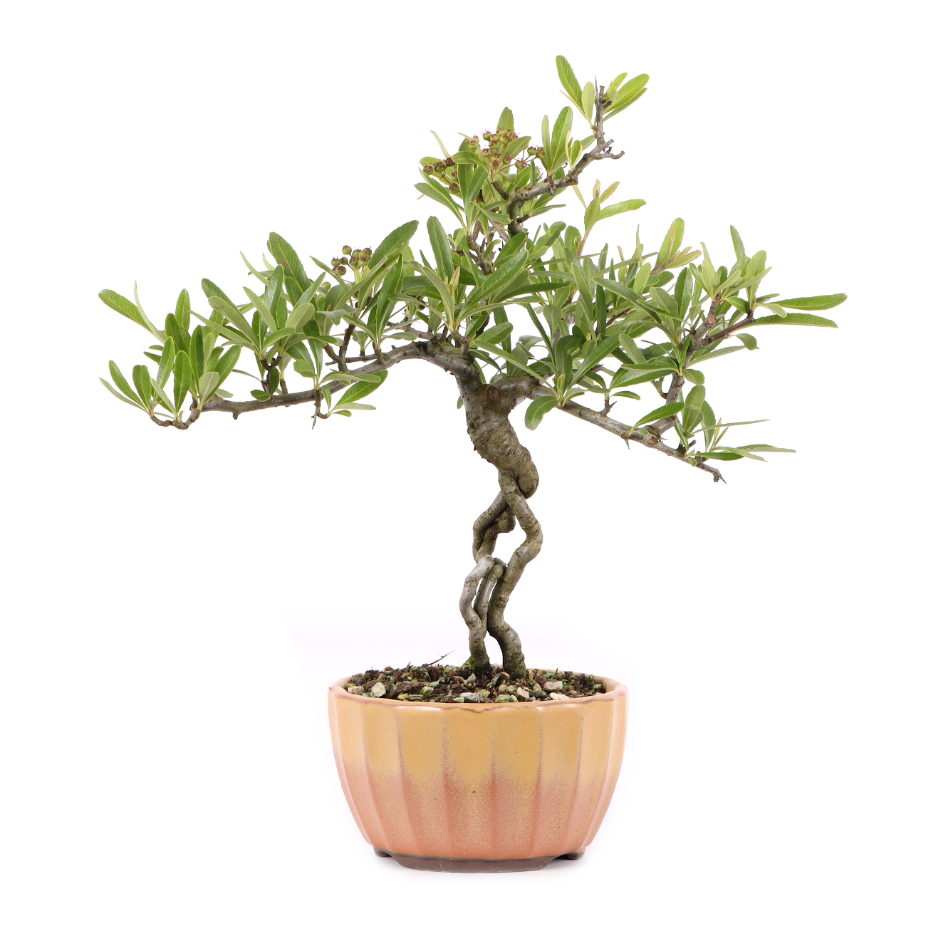 Pyracantha angustifolia