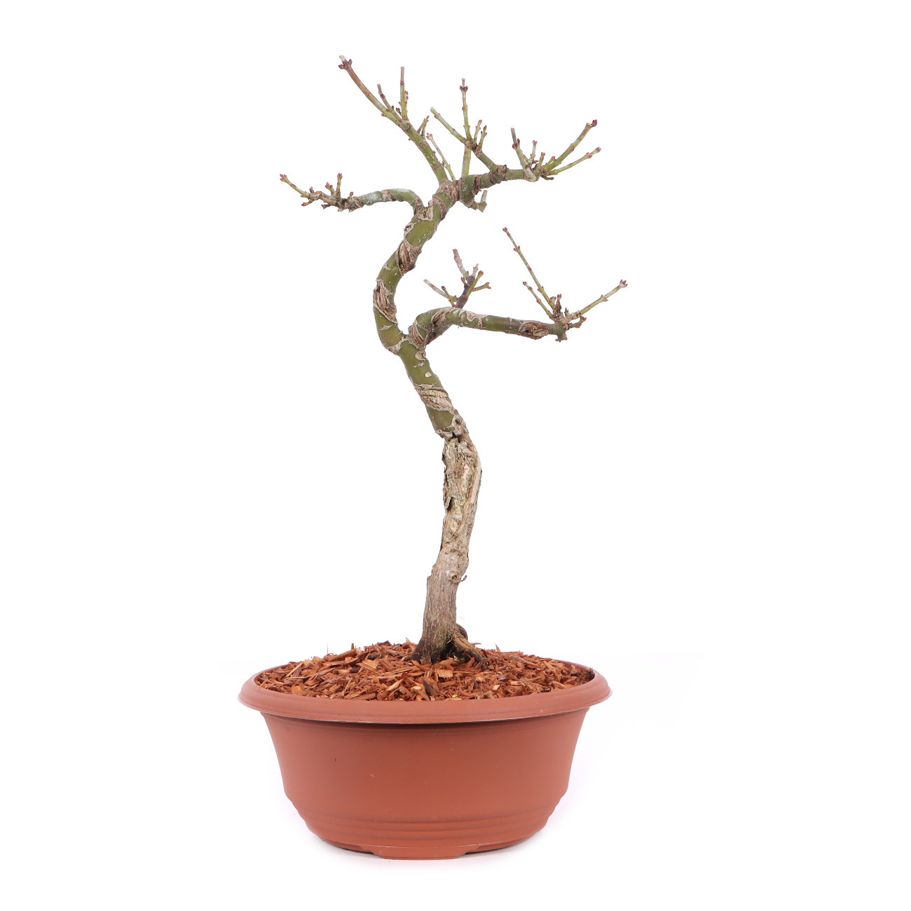 Acer palmatum 'Shishigashira'