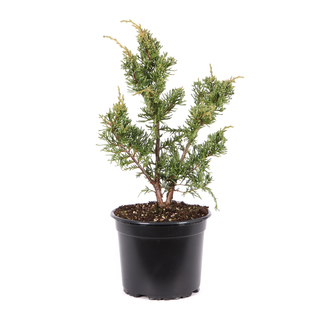 Juniperus chinensis ‘Blaauw‘