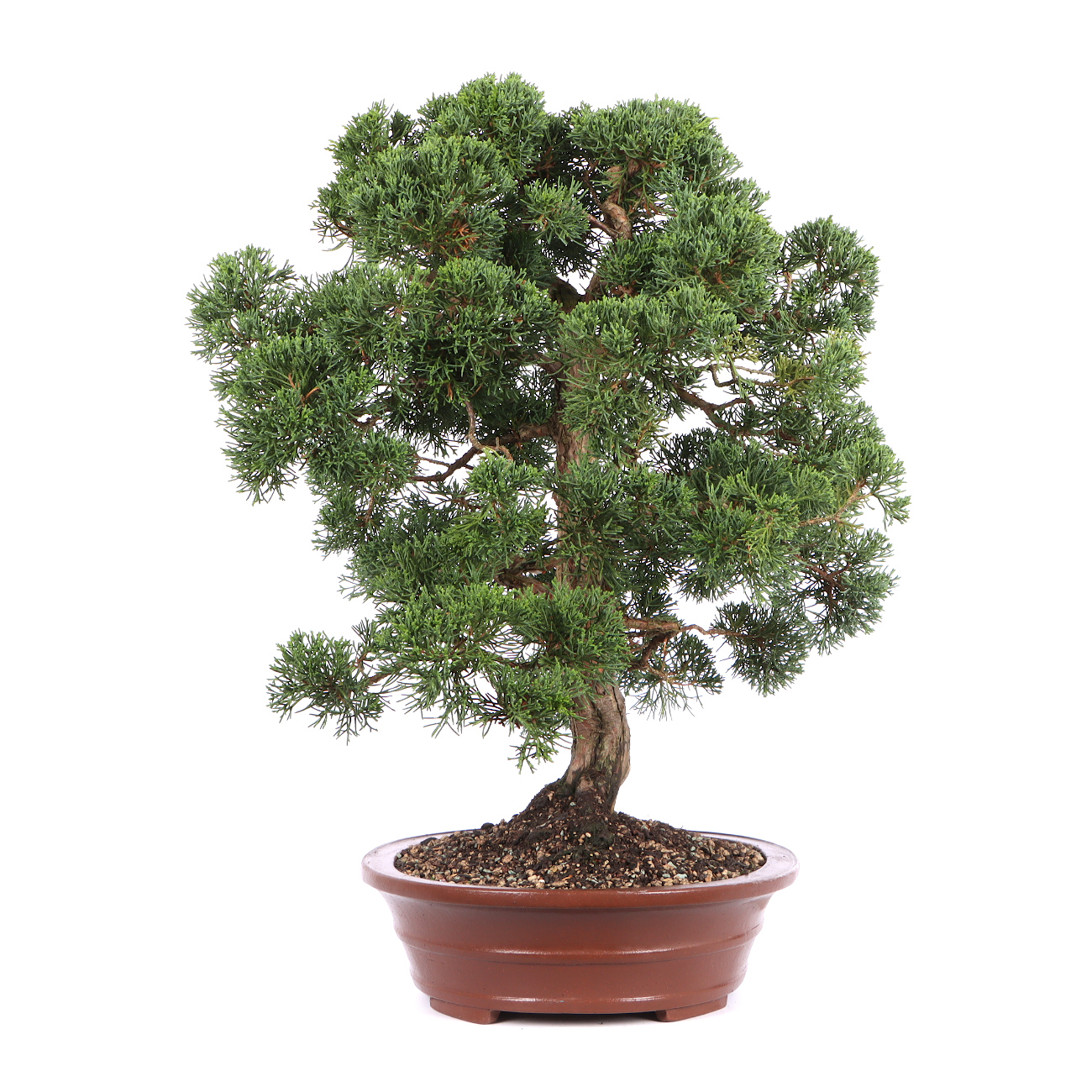 Seitenansicht rechts