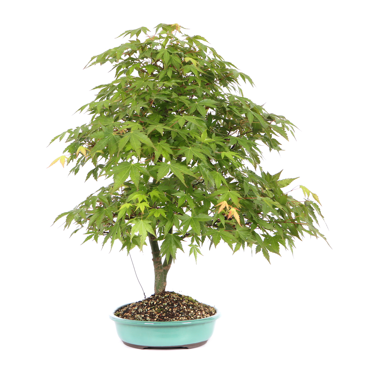 Seitenansicht rechts