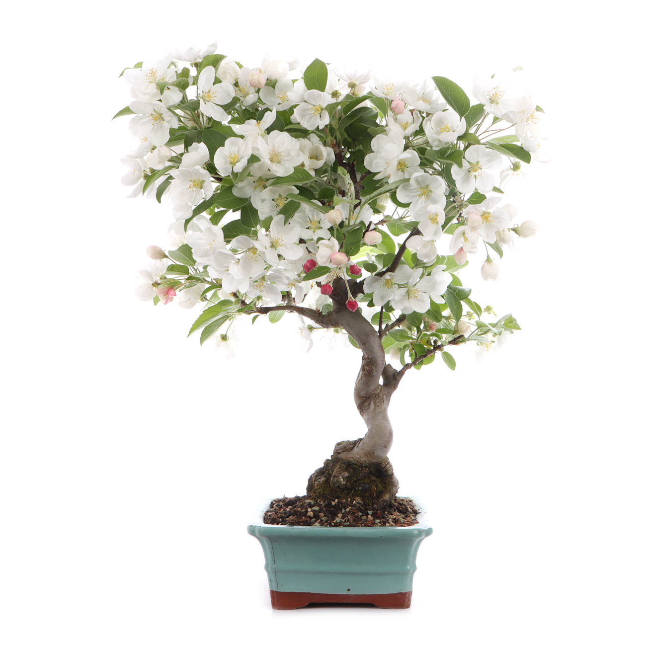 Malus spec.