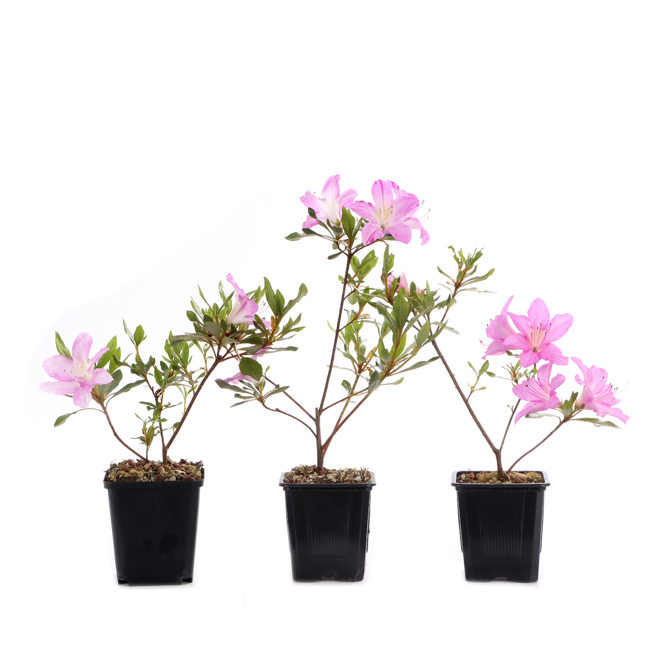 Rhododendron indicum 'Shisen'