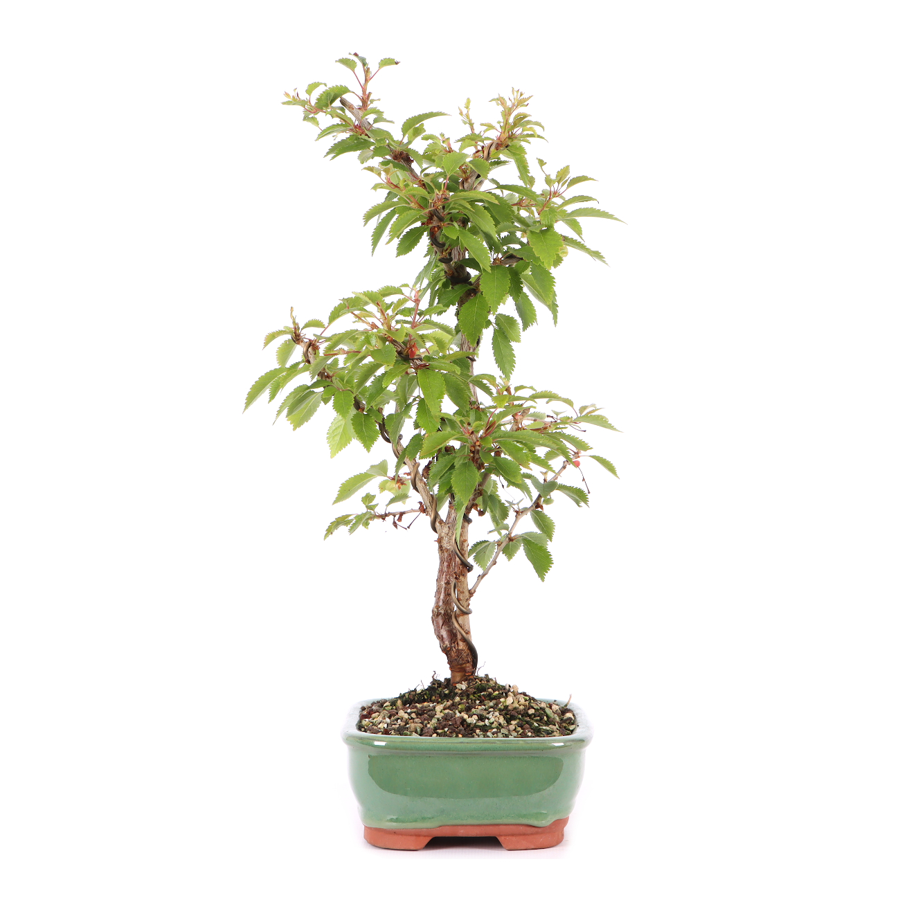 Prunus incisa 'Kojou-no-mai'