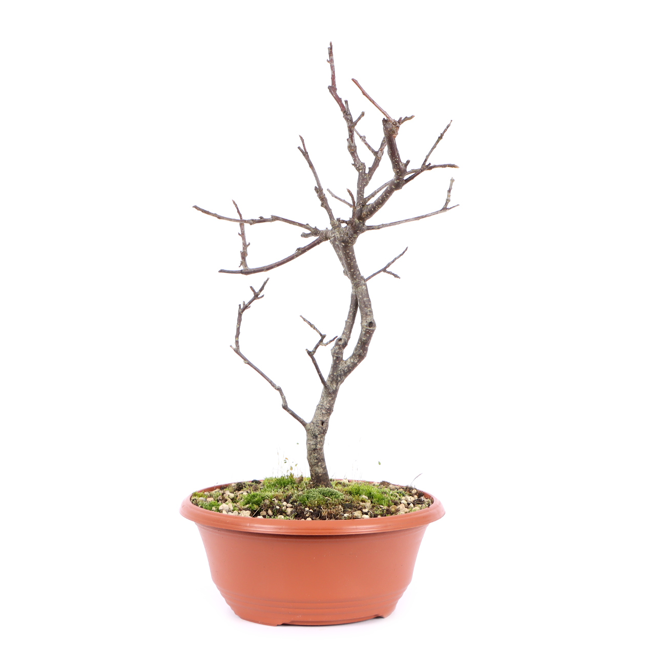 Seitenansicht rechts