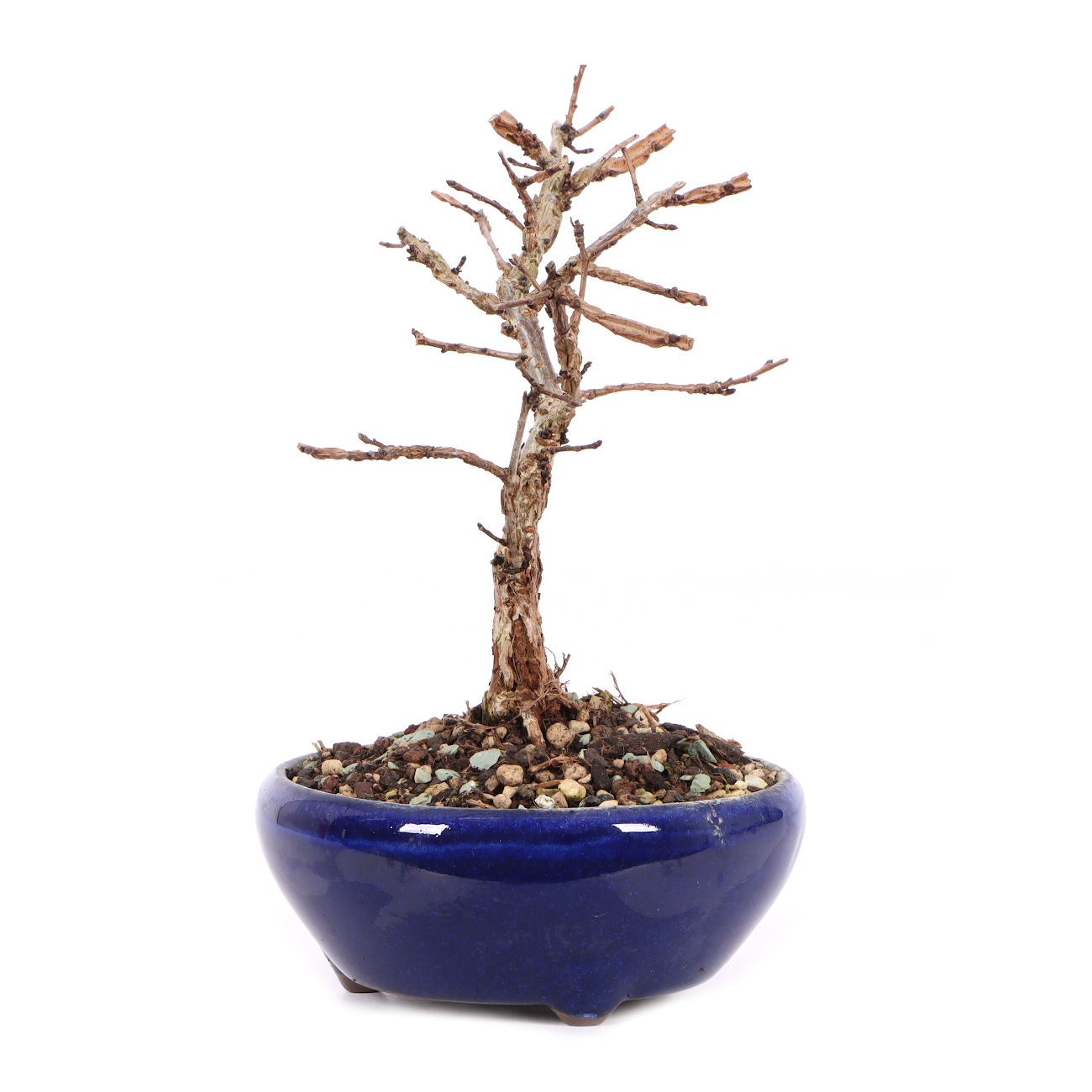 Seitenansicht rechts